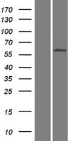 WDR16 (CFAP52) Human Over-expression Lysate
