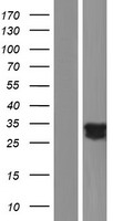 UNC119B Human Over-expression Lysate