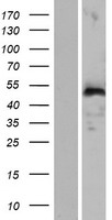 CR16 (WIPF3) Human Over-expression Lysate