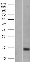 FABP9 Human Over-expression Lysate