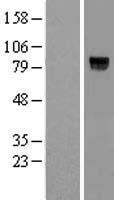 VWC2L Human Over-expression Lysate