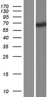 TTC39A Human Over-expression Lysate
