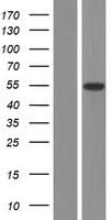 ONECUT3 Human Over-expression Lysate