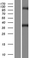 GTPBP10 Human Over-expression Lysate