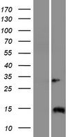 IQCJ Human Over-expression Lysate