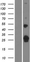 SHISAL2A Human Over-expression Lysate