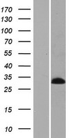 C4orf44 (MSANTD1) Human Over-expression Lysate