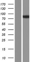 Rho GTPase activating protein 24 (ARHGAP24) Human Over-expression Lysate