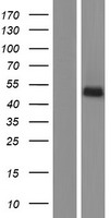 C9orf127 (TMEM8B) Human Over-expression Lysate