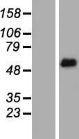 FRS2 Human Over-expression Lysate