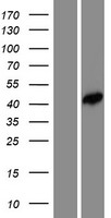 FEZ2 Human Over-expression Lysate