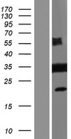 DLGAP4 Human Over-expression Lysate