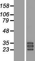SPLUNC3 (BPIFA3) Human Over-expression Lysate