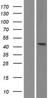 AP2 alpha (TFAP2A) Human Over-expression Lysate
