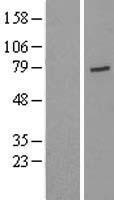 USP44 Human Over-expression Lysate