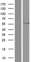 CEP63 Human Over-expression Lysate