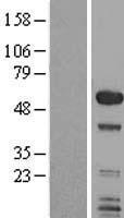 SMAP1 Human Over-expression Lysate