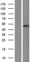 Retinoic Acid Receptor gamma (RARG) Human Over-expression Lysate