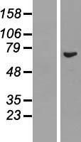 REC8 Human Over-expression Lysate