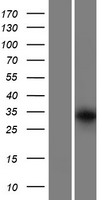 GRXCR1 Human Over-expression Lysate