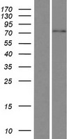 FBXO46 Human Over-expression Lysate