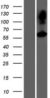 ASPG Human Over-expression Lysate