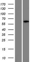 LRRIQ4 Human Over-expression Lysate