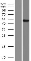 SERPINA11 Human Over-expression Lysate
