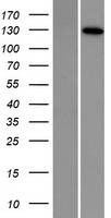 DNA2 Human Over-expression Lysate