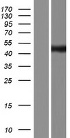 C5ORF44 (TRAPPC13) Human Over-expression Lysate