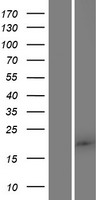 FAM89B Human Over-expression Lysate