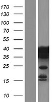 PCBP2 Human Over-expression Lysate