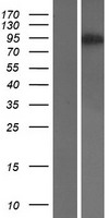 USP5 Human Over-expression Lysate