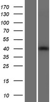 TDRD10 Human Over-expression Lysate