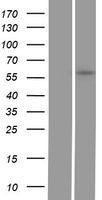 GGT5 Human Over-expression Lysate