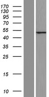 C12orf56 Human Over-expression Lysate