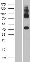 GPR137C Human Over-expression Lysate
