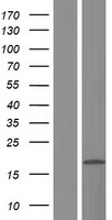 RPL22L1 Human Over-expression Lysate