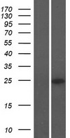 NPW Human Over-expression Lysate