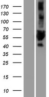 ULK3 Human Over-expression Lysate