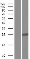 COMMD7 Human Over-expression Lysate