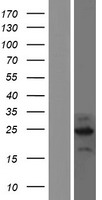 C2orf80 Human Over-expression Lysate