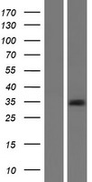GJB1 Human Over-expression Lysate