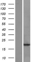 POLR2J2 (POLR2J3) Human Over-expression Lysate