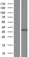 GPR89A Human Over-expression Lysate