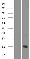 KNCN Human Over-expression Lysate