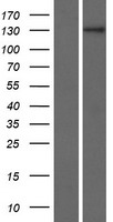 ZNF862 Human Over-expression Lysate