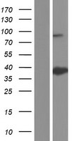 ANXA8L1 Human Over-expression Lysate