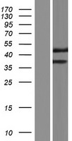 FAM23A (TMEM236) Human Over-expression Lysate