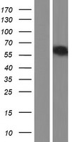 TOX2 Human Over-expression Lysate